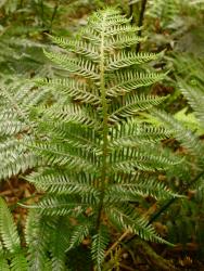 Blechnum fraseri. Adaxial surface of immature fertile frond.
 Image: L.R. Perrie © Leon Perrie CC BY-NC 3.0 NZ